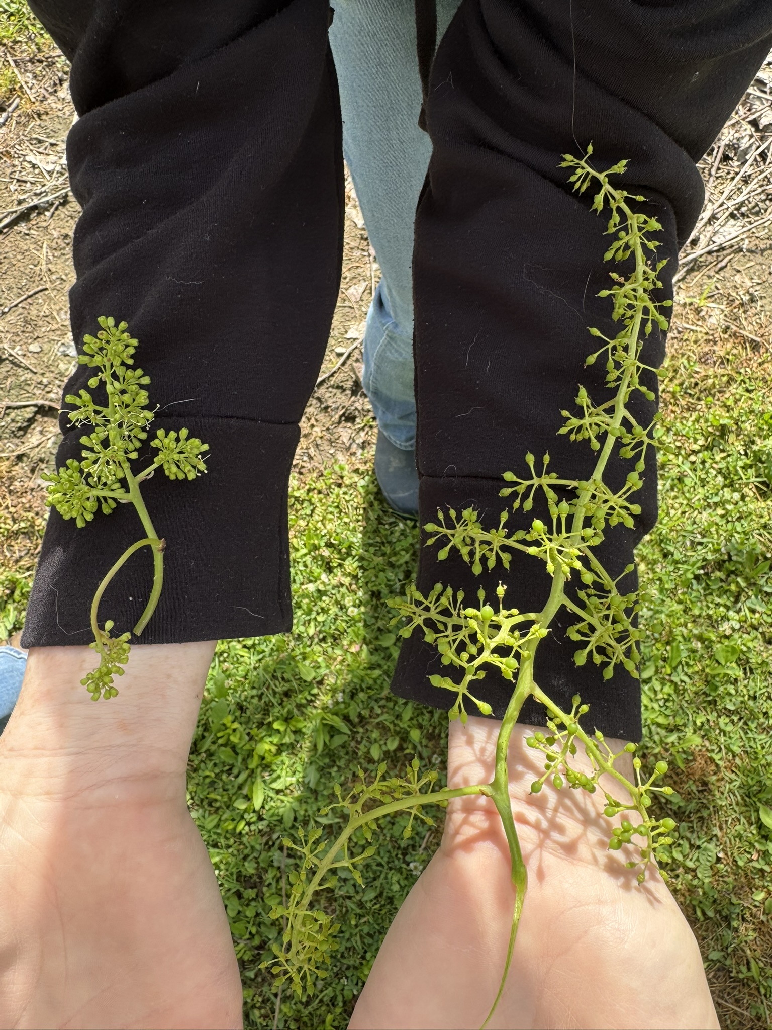 Two grape vines laid out on a person's arms. 